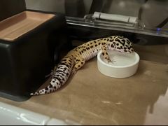 -酷以爬仙阁实体爬宠店·守宫·蜥蜴·专业繁育