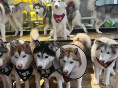 -Husky Go! 哈士奇体验馆·宠物咖啡厅狗咖