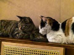 -大象厨房(重庆道店)