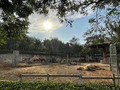 -石家庄市动物园