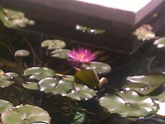 20100714430-三亚亚龙湾希尔顿酒店