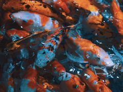 -左海海底世界