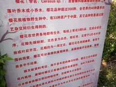 -西安乐游原