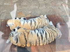 -上海野生动物园