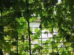 -南汇新场正宗水蜜桃采摘