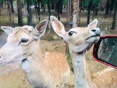 -秦皇岛野生动物园