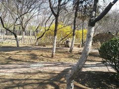 -桃花堤公园