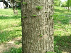 -大塘金香草谷