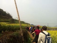 桑洲油菜花-桑洲油菜花景区