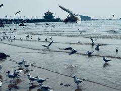 -青岛海滨风景区