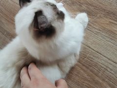 -猫的茶·猫咖