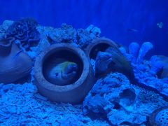 -华夏文旅海洋公园