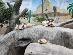 -上海野生动物园
