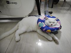 -瑞派动物医院·猫专科·至诚(江南中分院)