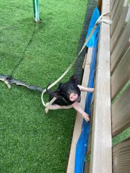 -萌宠亲子动物乐园(槐房万达店)