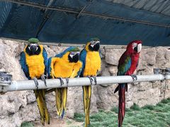 -西霞口神雕山野生动物世界