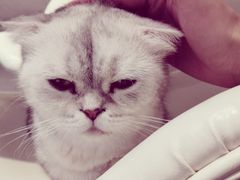 -飞行喵MR PILOT|猫舍·猫咖(静安大融城店)