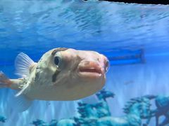 -烟台海昌鲸鲨海洋公园