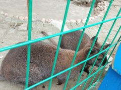 -武汉紫薇都市田园