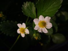 -大自然农场蔬菜草莓采摘园