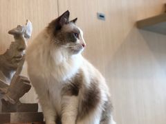 -飞行喵MR PILOT|猫舍·猫咖(静安大融城店)