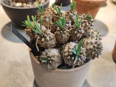 -自由生长植物工作室(深港花卉中心店)