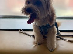 -爱侣宠医·鹦鹉专科·小型哺乳类·异宠专科(灵石路店)