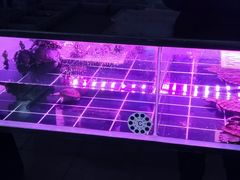 -中环花鸟鱼虫市场