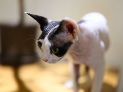 -有猫主题·治愈系猫咖(曾厝垵店)