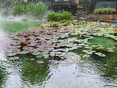 -静安公园(静安寺街道)