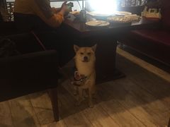 -百好乐宠物友好餐厅(朝外大街店)