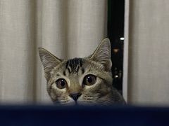 -瑞鹏宠物医院·骨科·猫科·内科(第一中心)
