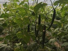 -万源龙顺度假庄园生态观光园