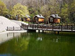 -云岭野山参风景区