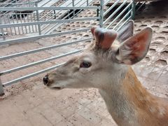 -北京鹿世界主题园