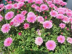 -慢丽江·云南野生菌土鸡锅(西山店)