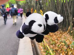 景点-成都大熊猫繁育研究基地