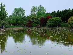-嘉定紫藤园