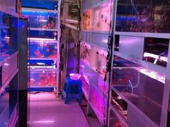 -南汇花鸟市场(上海浦东新花卉店)