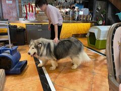 -more than meow吴止猫主题餐厅(承德 中船汇店)