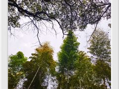 -上海佘山国家森林公园天马山园