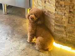 -半坡九号老挝冰咖啡