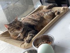 -关爱宠物医院·猫科中心·消化科(滨湖万达分院)