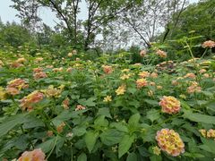 -重庆彩云湖湿地公园