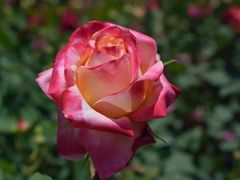 -上海滨江森林公园