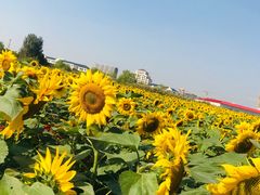 -映月湖中央公园