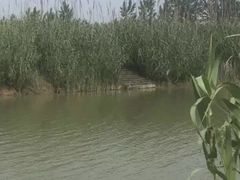 -泗洪洪泽湖湿地景区