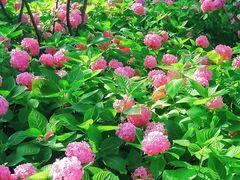 -上海滨江森林公园