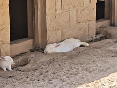 -石家庄市动物园