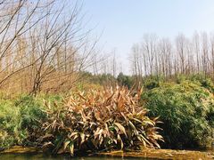 -桤木河湿地公园